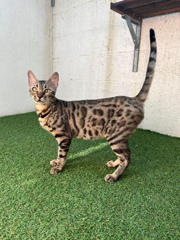 Kali'  Gattina Bengala